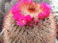 Mammillaria nunezii ssp. bella ©JLcoll.2547.jpg